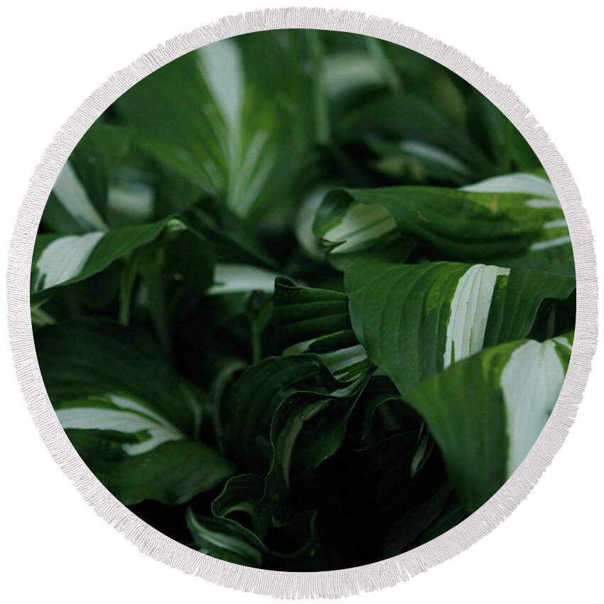 Perennial Round Beach Towel featuring the photograph Hosta Plantain Lily Perennial Plant by Valerie Collins