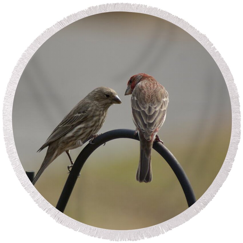  Round Beach Towel featuring the photograph House Finch Pair by Heather E Harman