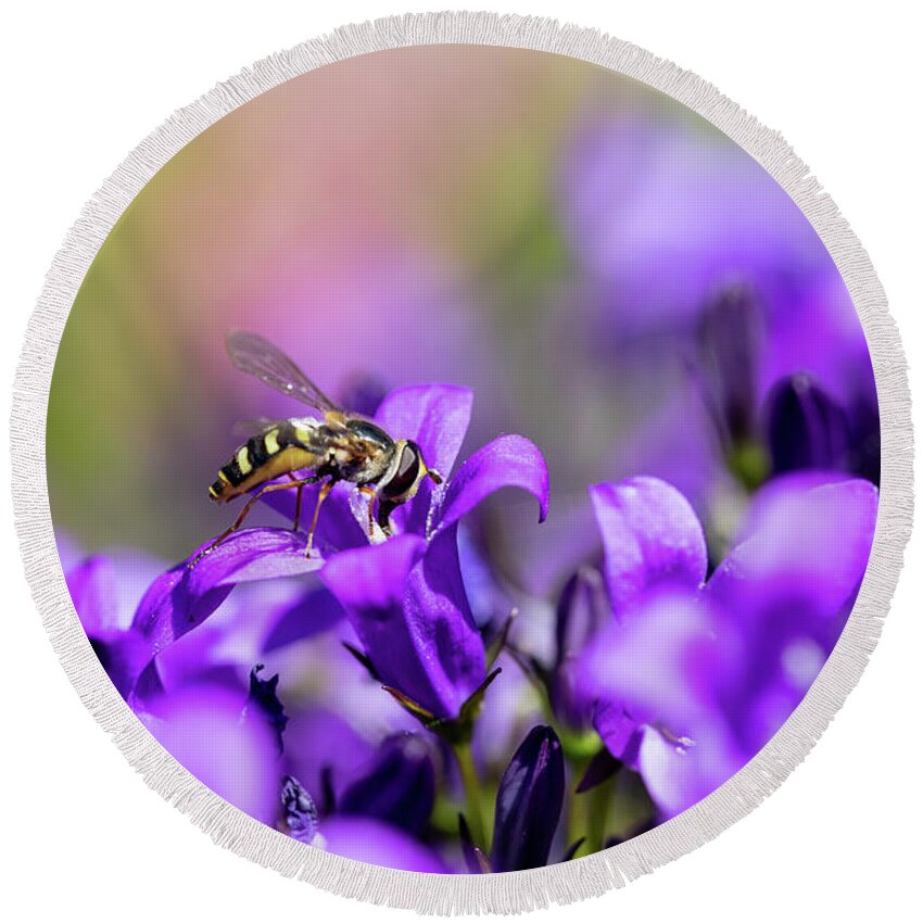 Hoverfly Round Beach Towel featuring the photograph Hoverfly On Purple Bellflowers by Tanya C Smith