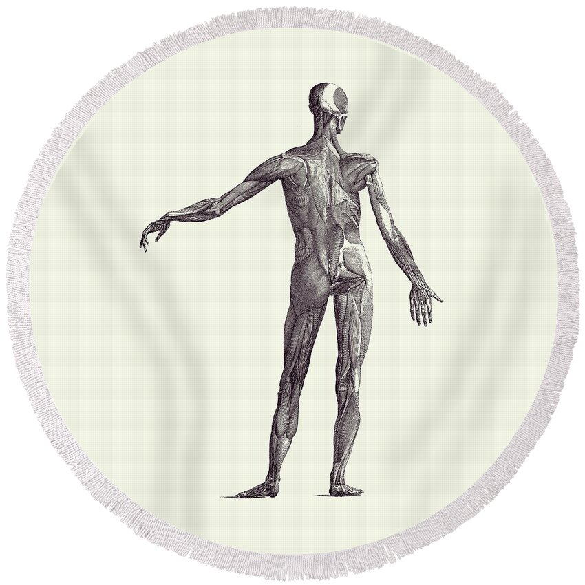 Skeleton Round Beach Towel featuring the drawing Human Muscular System - Vintage Anatomy Poster 2 by Vintage Anatomy Prints