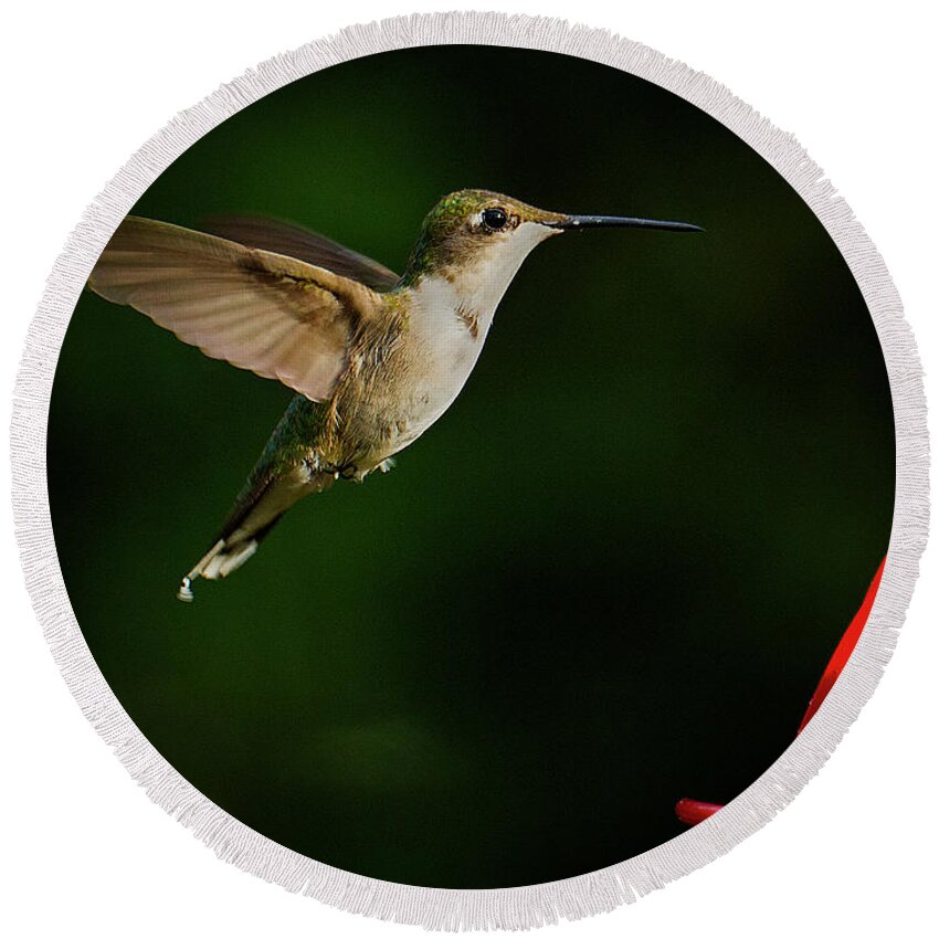 Approaching Round Beach Towel featuring the photograph Hummingbird Closes in on Feeder by Charles Floyd