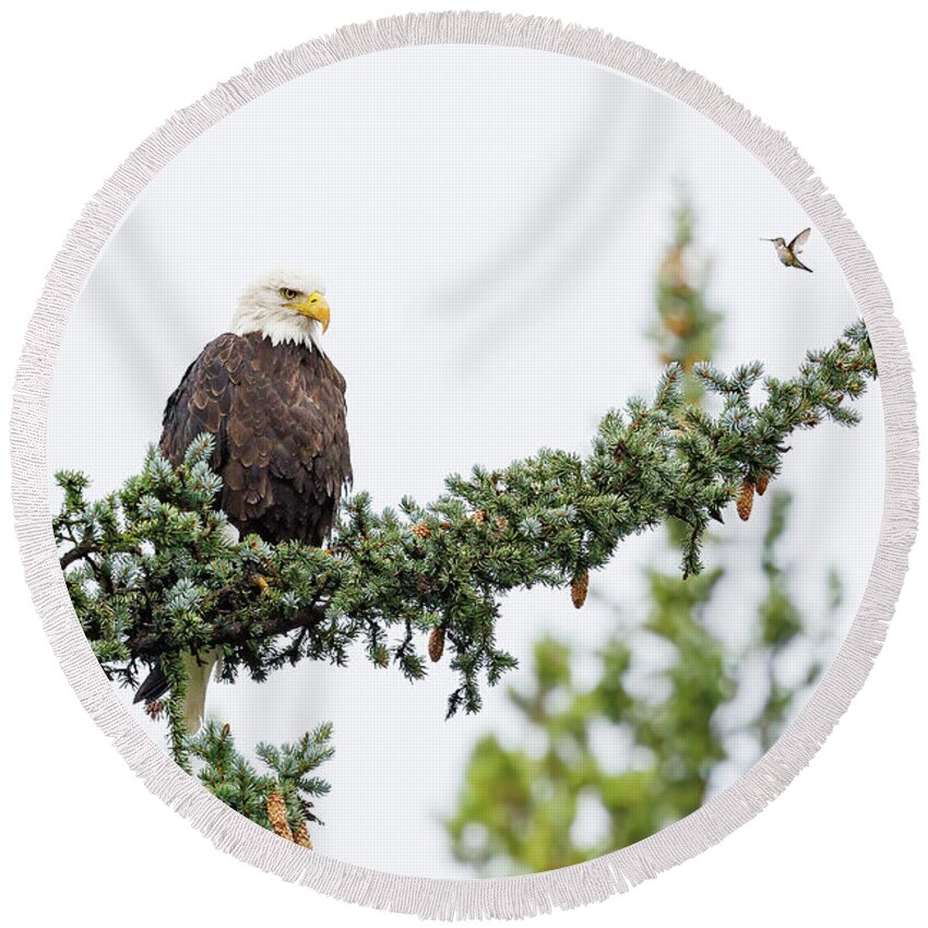 Eagle Round Beach Towel featuring the photograph Hummingbird Hassles a Bald Eagle by Tony Hake