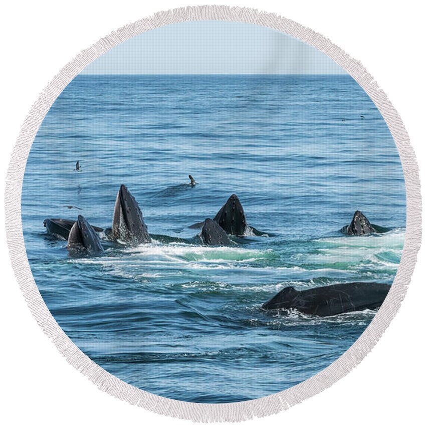 Humpback Round Beach Towel featuring the photograph Humpback Feeding Frenzy by Lorraine Cosgrove