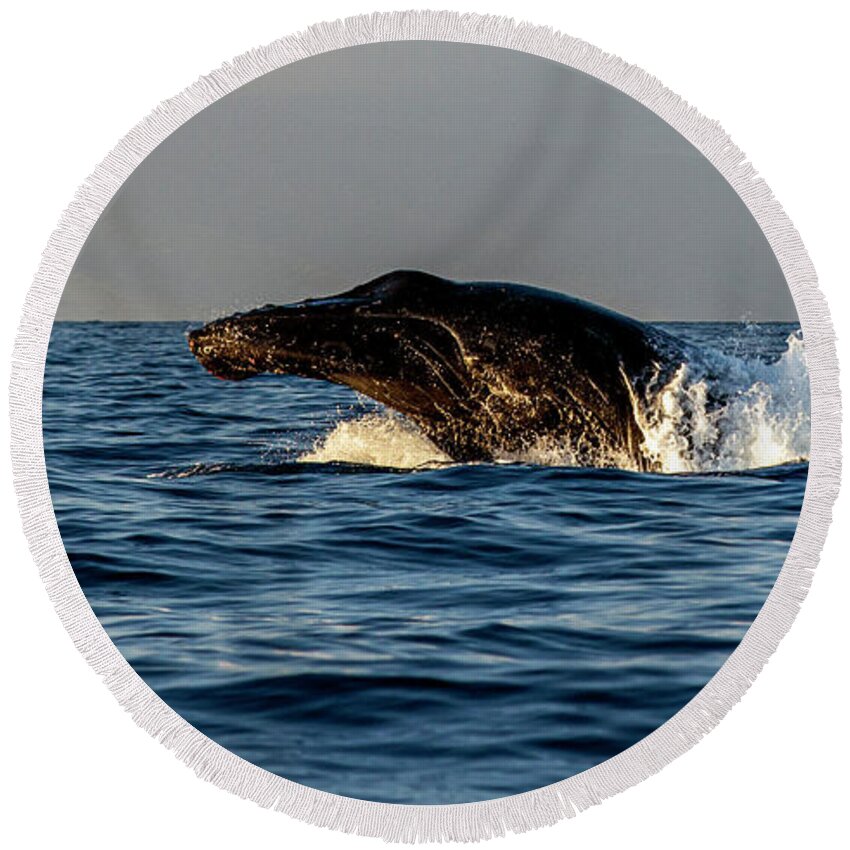 Horizontal Round Beach Towel featuring the photograph Humpback Whale Head out of Water by Matt Swinden