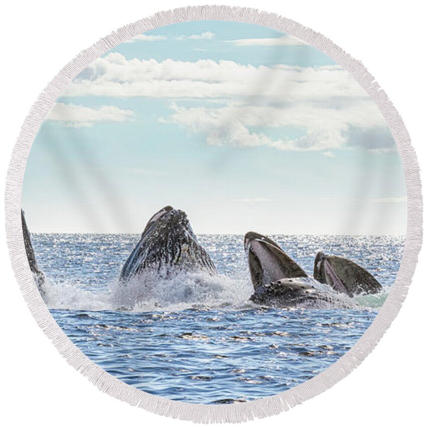 Whale Round Beach Towel featuring the photograph Humpbacks in a Row by Michael Rauwolf