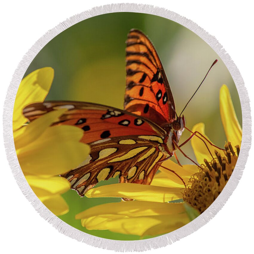 Butterfly Round Beach Towel featuring the photograph Hungry butterfly by Jamie Tyler