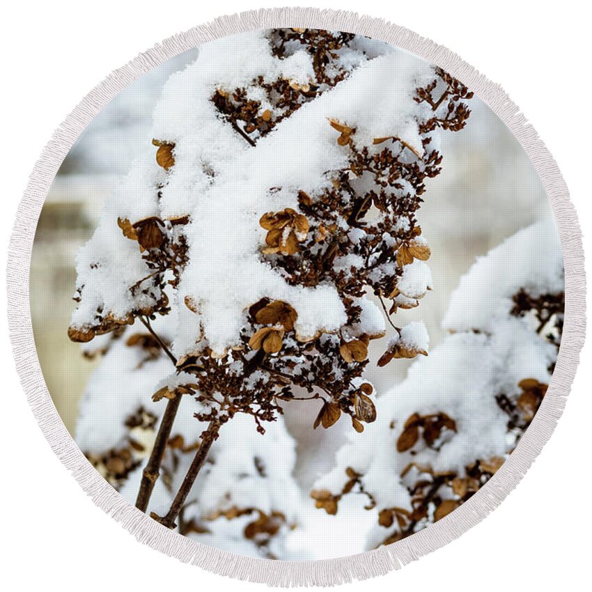 Snow Round Beach Towel featuring the photograph Hydrangea Waits for Spring by Craig A Walker