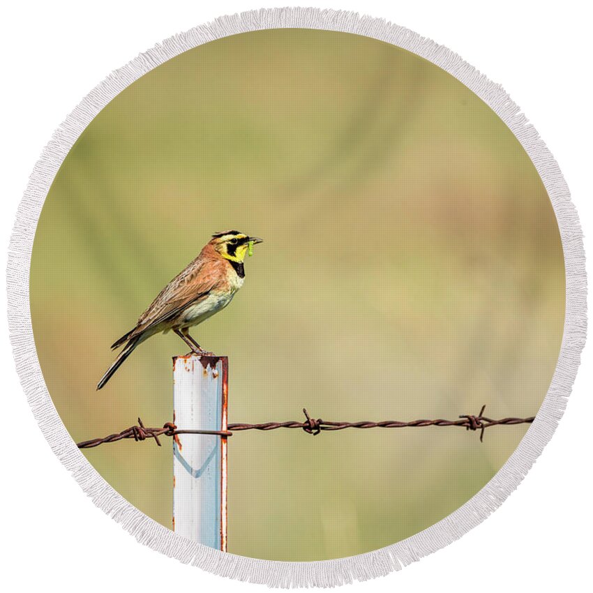 Horned Lark Round Beach Towel featuring the photograph I Have Dinner by Pamela Dunn-Parrish