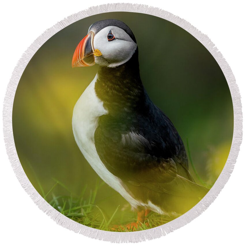 Puffin Round Beach Towel featuring the photograph Iceland - Atlantic puffin by Olivier Parent