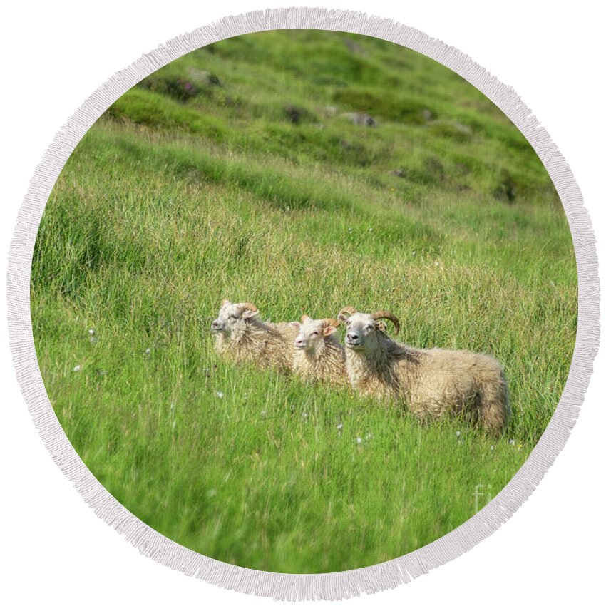 Sheep Round Beach Towel featuring the photograph Icelandic sheep by Delphimages Photo Creations