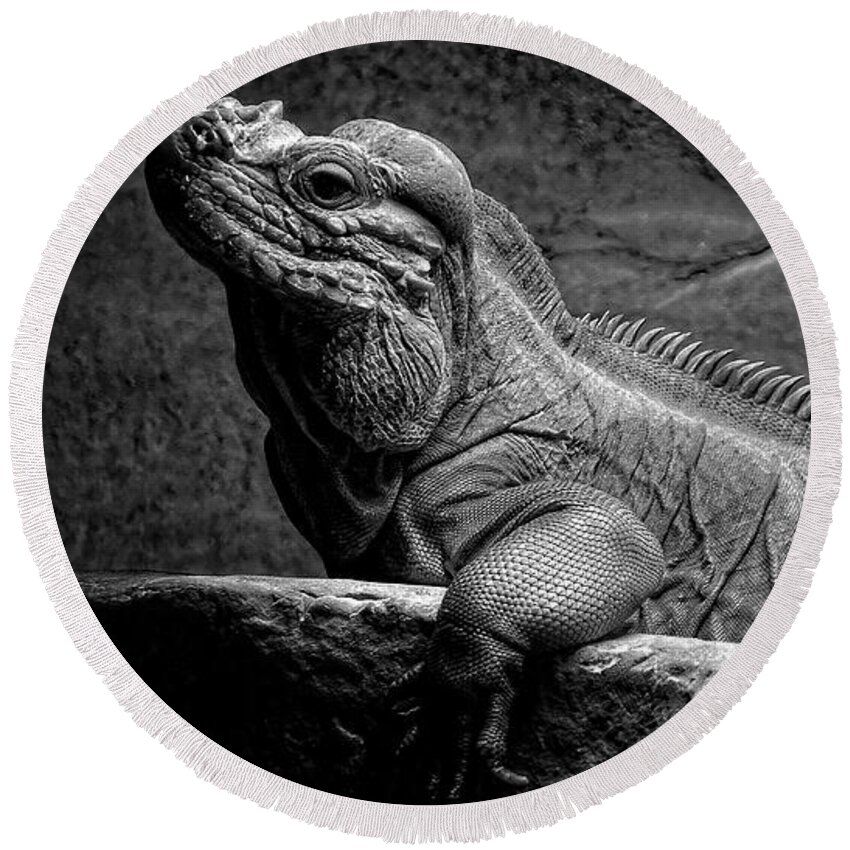 Lizard Round Beach Towel featuring the photograph I'm Cool How About You by George Taylor