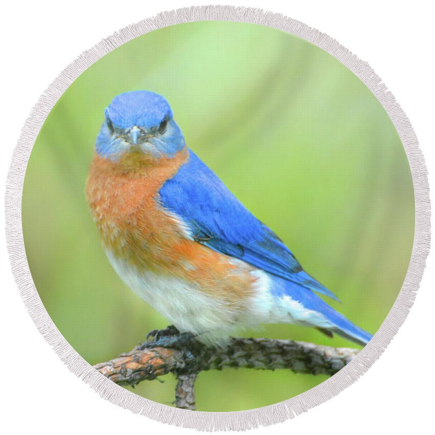 Bluebird Round Beach Towel featuring the photograph I'm Prettier Than You by Jerry Griffin