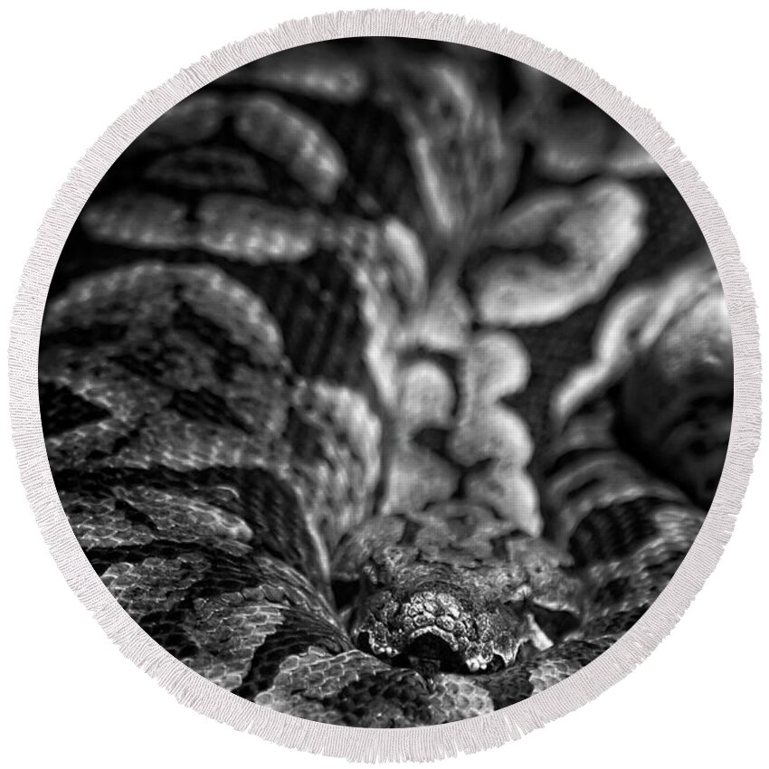 Snake Round Beach Towel featuring the photograph I'm Waiting by George Taylor