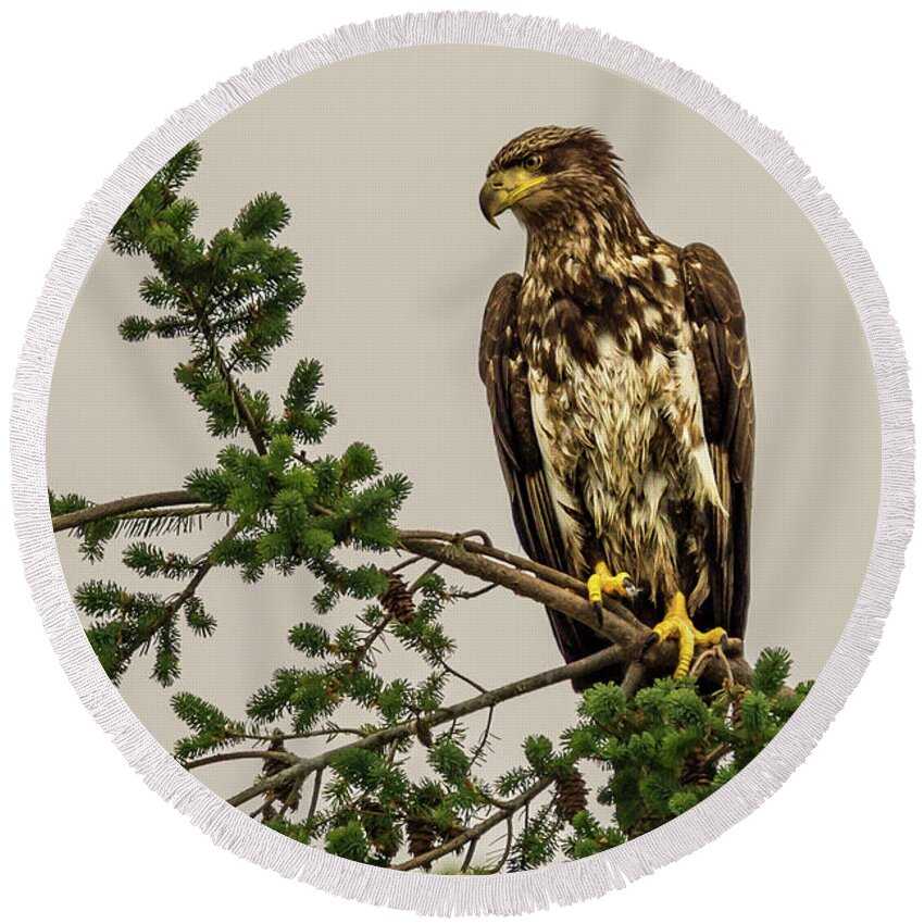 Bald Eagle Round Beach Towel featuring the photograph Immature Bald Eagle at Camano Island, Washington by Nancy Gleason