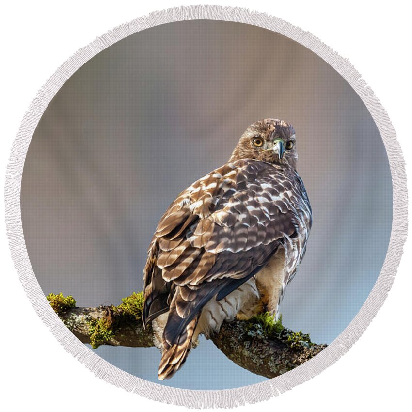 Animal Round Beach Towel featuring the photograph Immature Red Tailed Hawk in a Tree by Jeff Goulden