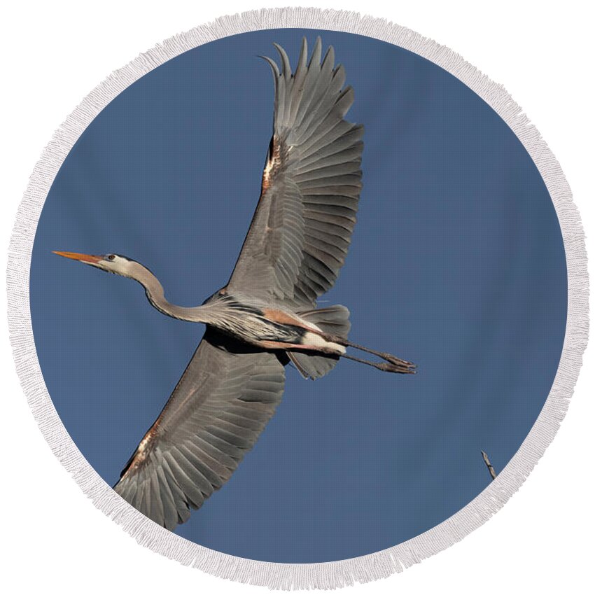 Great Blue Heron Round Beach Towel featuring the photograph Impressive Wingspan of the Great Blue Heron. by Paul Martin