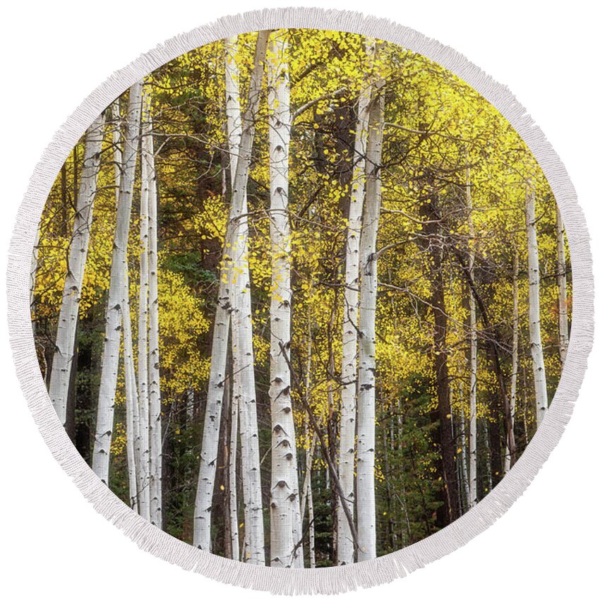 Art Round Beach Towel featuring the photograph In Search of Aspen Gold by Rick Furmanek