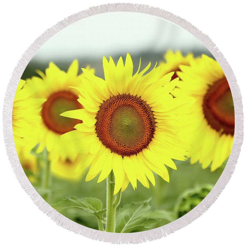 Sunflower Round Beach Towel featuring the photograph In Your Face by Lens Art Photography By Larry Trager