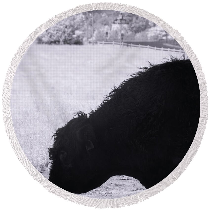 Belted Galloway Round Beach Towel featuring the photograph Infrared - Belted Galloway by Minnie Gallman