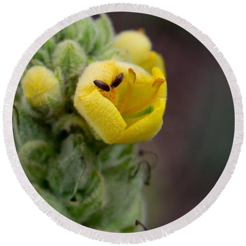 Mullein Round Beach Towel featuring the photograph Insects on Mullein Flower by Bonny Puckett