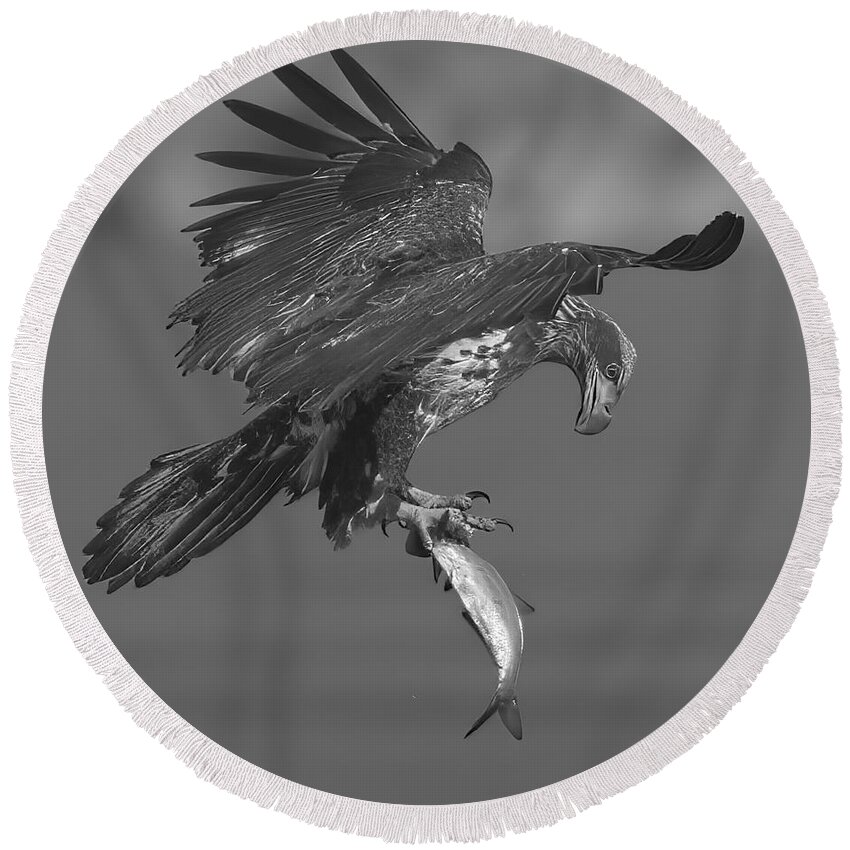 Eagle Round Beach Towel featuring the photograph Inspecting My Catch Black And White by Adam Jewell