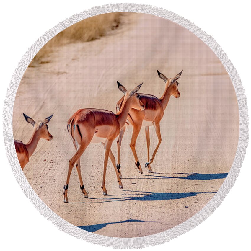 South Africa Round Beach Towel featuring the photograph Intrepid Trio in Kruger National Park by Marcy Wielfaert