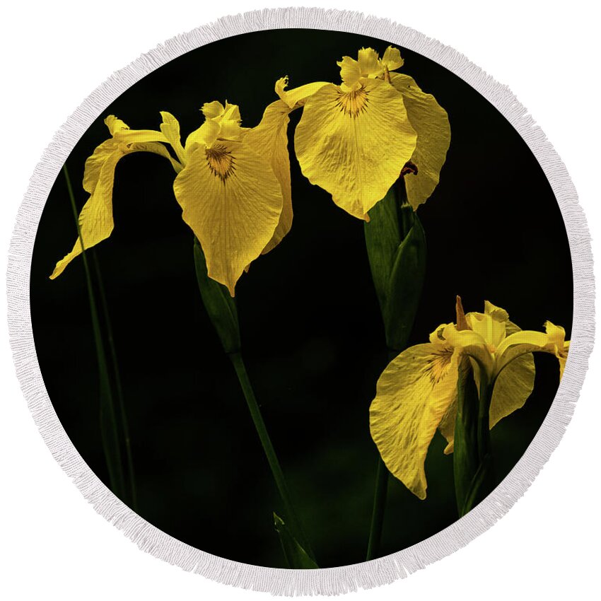 Iris Round Beach Towel featuring the photograph Iris 4 by Al Griffin