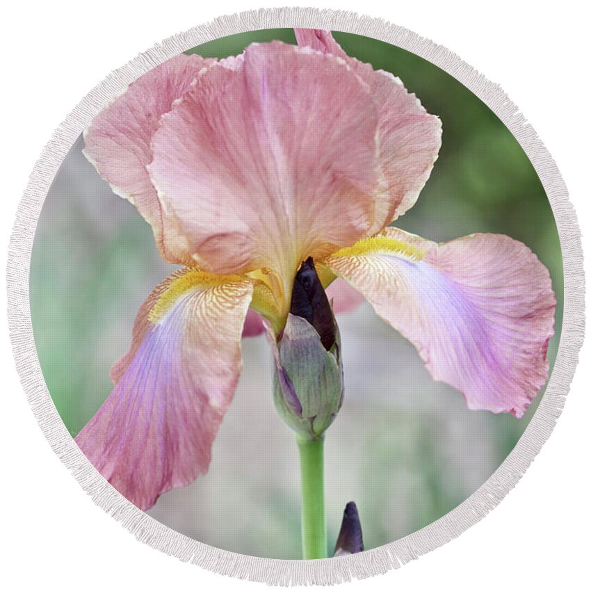 Iris Round Beach Towel featuring the photograph Iris Multicolor No. 4974 by Sherry Hallemeier