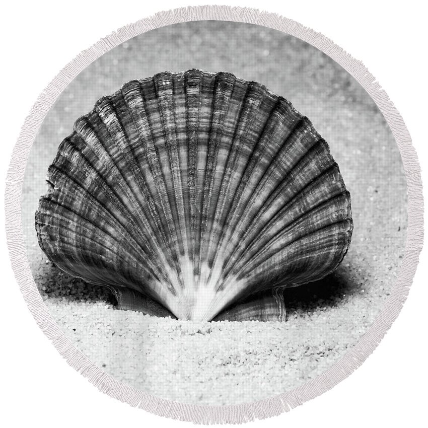 Calico Pectin Seashells Round Beach Towel featuring the photograph Irish Flat Scallop by Anthony Sacco