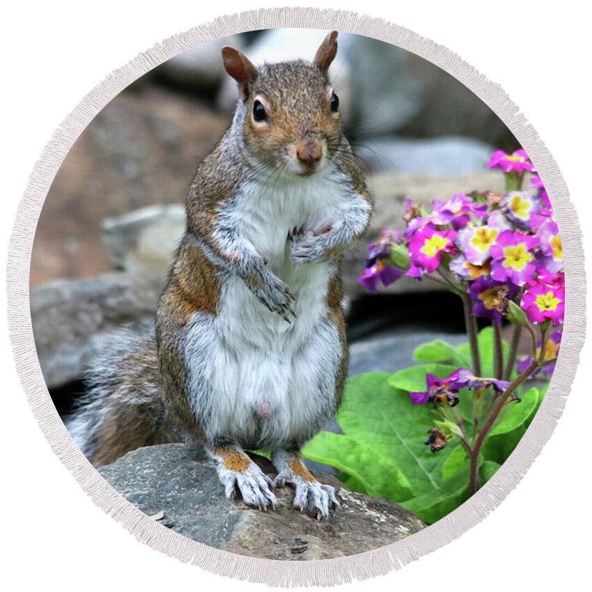 Squirrels Round Beach Towel featuring the photograph Is This A Good Pose by Trina Ansel