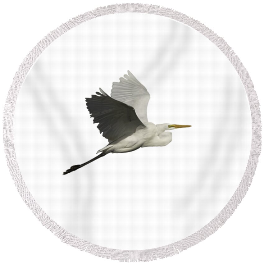 Great Egret Round Beach Towel featuring the photograph Isolated Great Egret 2016 by Thomas Young