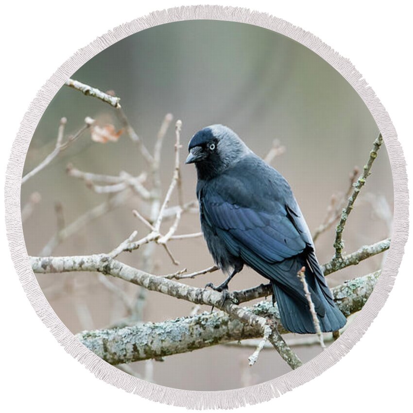 Jackdaw Round Beach Towel featuring the photograph Jackdaw perching on an oak branch by Torbjorn Swenelius
