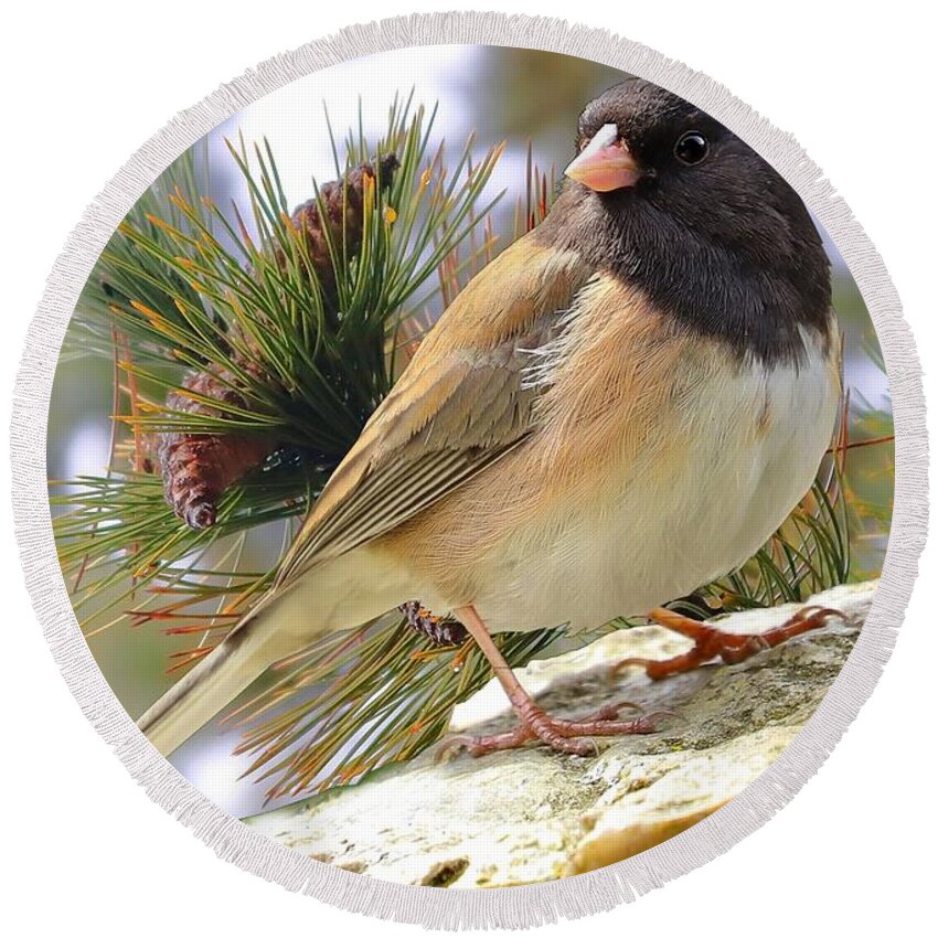 Junco Round Beach Towel featuring the photograph Junco And Pine by Kimberly Furey
