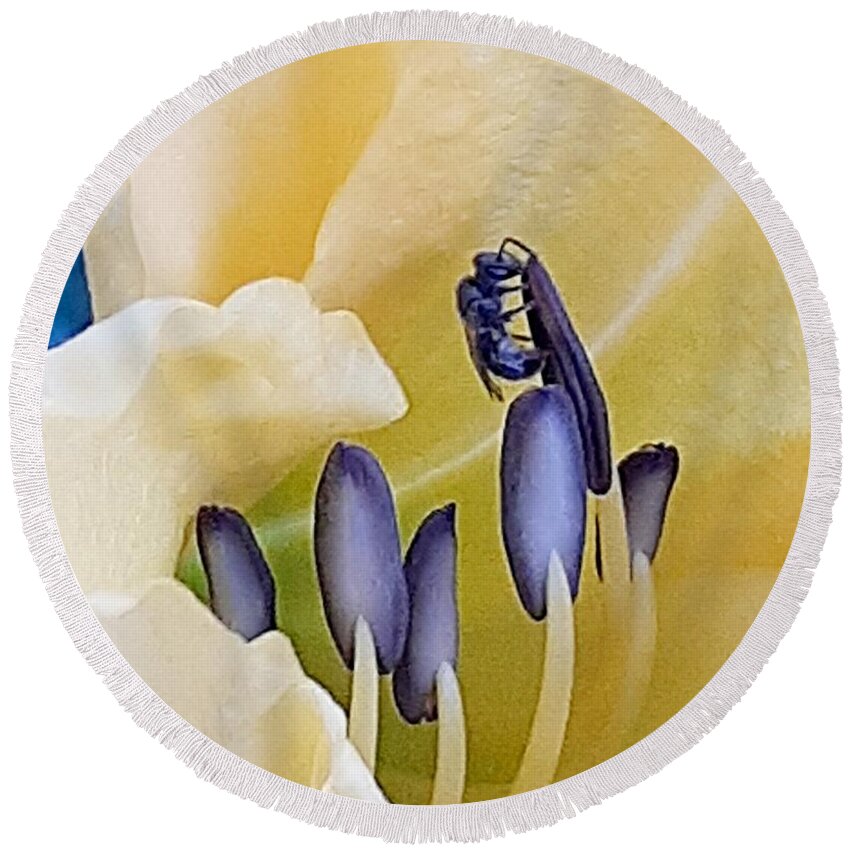 #new #daylily #bloom #beginning #early #morning #yellow Round Beach Towel featuring the photograph Just Beginning by Belinda Lee