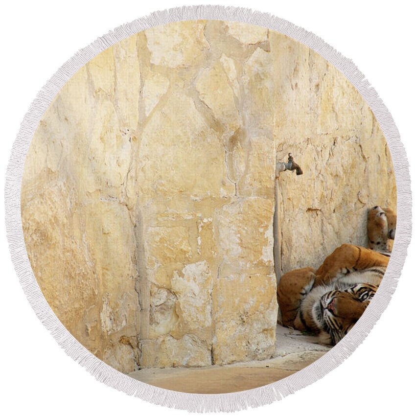Tiger Round Beach Towel featuring the photograph Just Chillin' by Melissa Southern