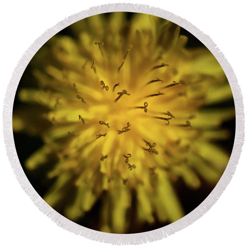 Dandelion Round Beach Towel featuring the photograph Just Dandy by Lois Bryan