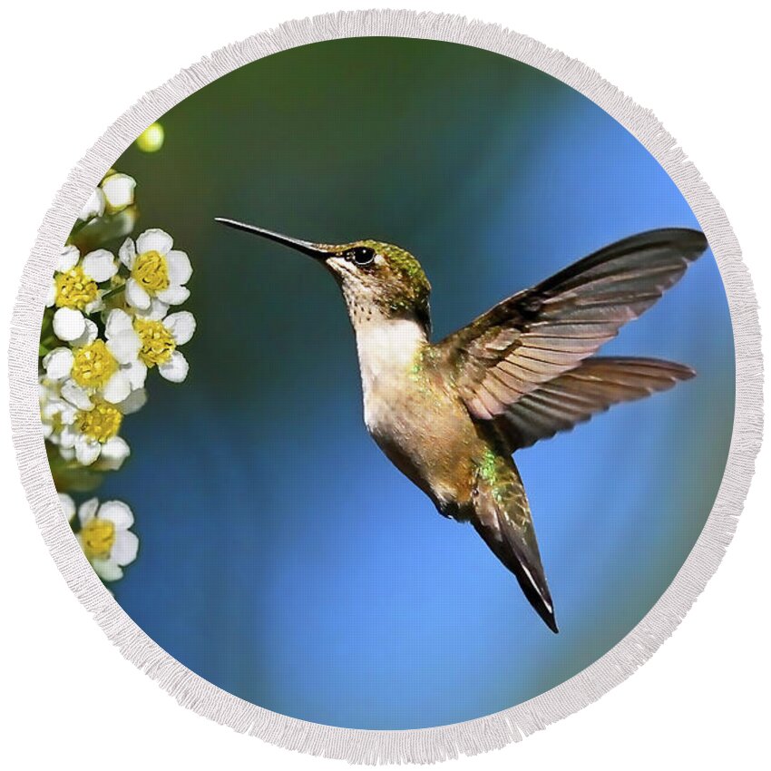 Hummingbird Round Beach Towel featuring the photograph Just Looking by Christina Rollo