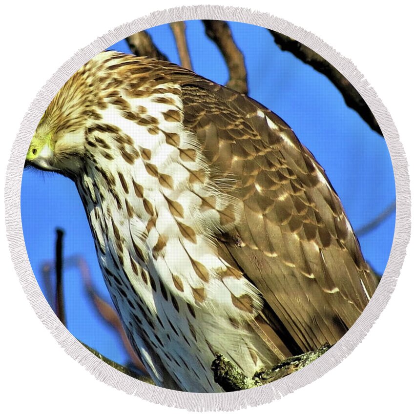 Hawks Round Beach Towel featuring the photograph Juvenile Coopers Hawk Are you talkin' to me? by Linda Stern