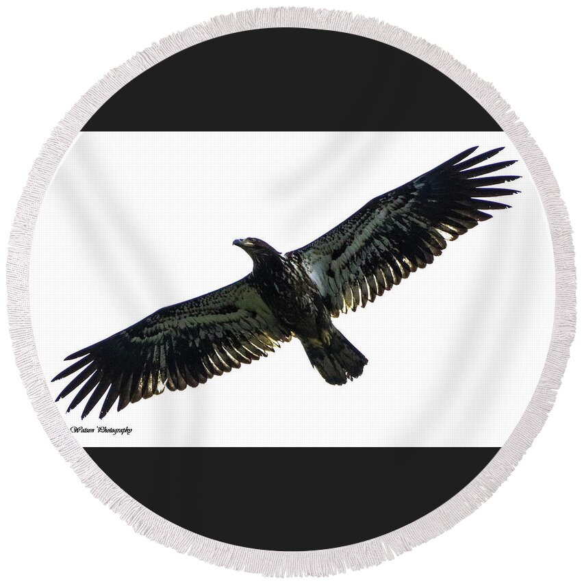 Photography Round Beach Towel featuring the photograph Juvenile Eagle by Tahmina Watson