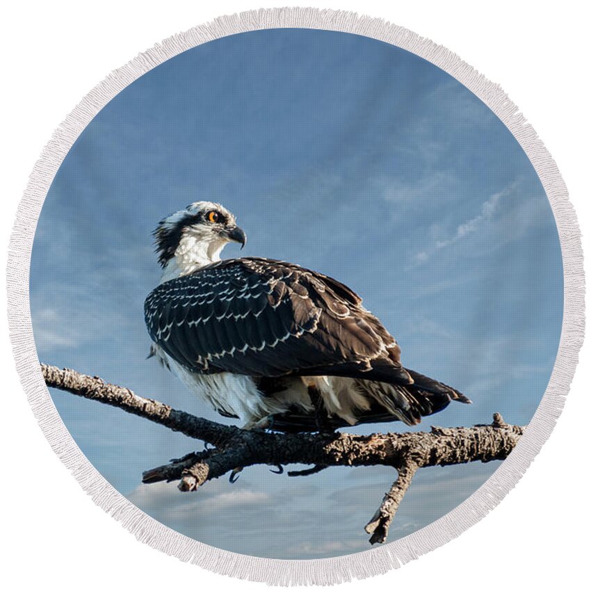 Animal Round Beach Towel featuring the photograph Juvenile Osprey Perched in a Tree by Jeff Goulden