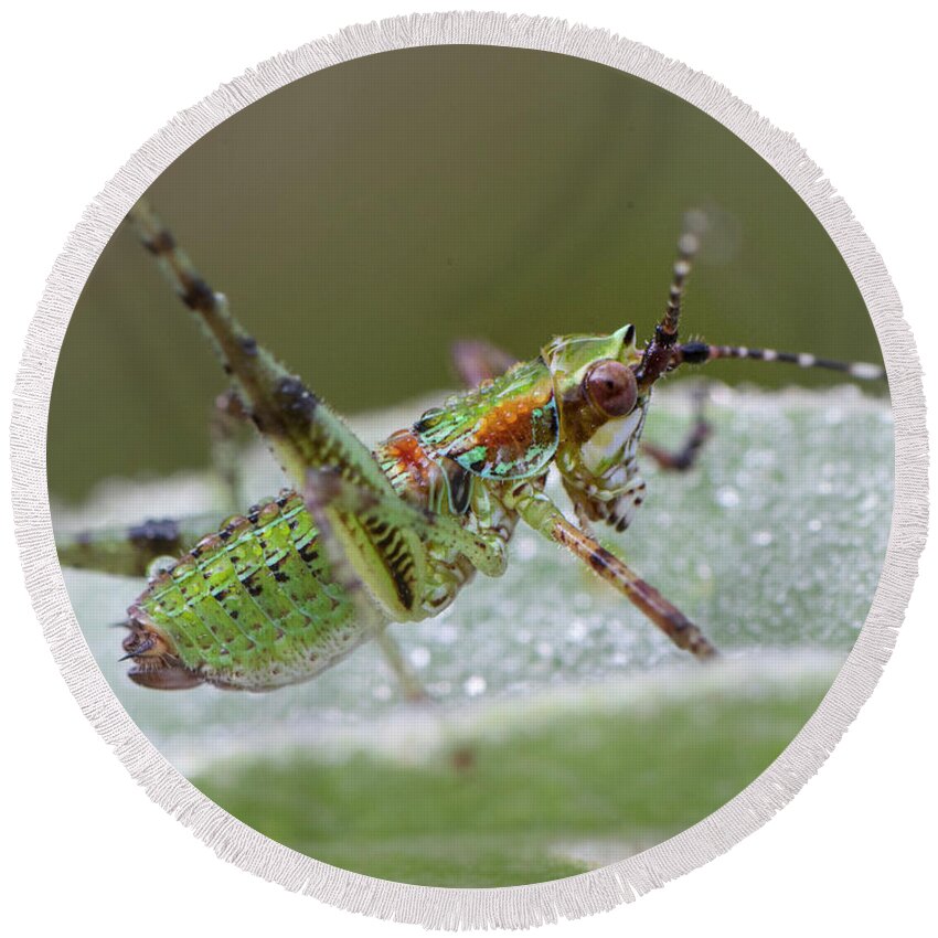 Grasshopper Round Beach Towel featuring the photograph Katydid Nymph by Karen Rispin