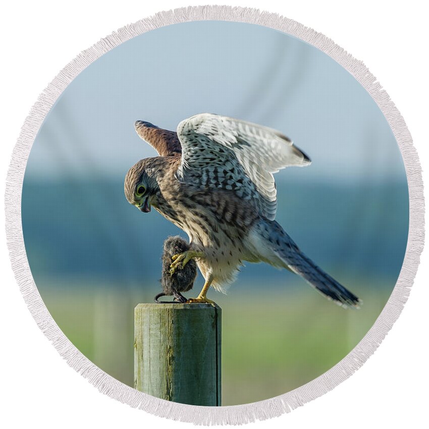 Kestrel's Landing Round Beach Towel featuring the photograph Kestrels landing with the prey on the roundpole by Torbjorn Swenelius