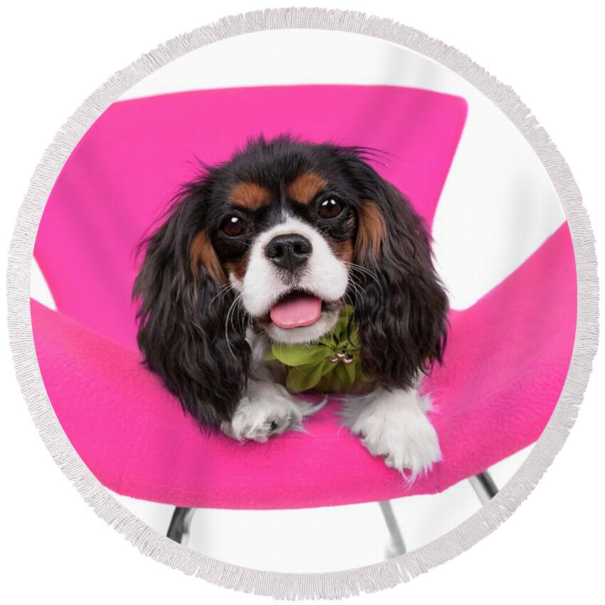 Dog Round Beach Towel featuring the photograph King Charles Caviler Pink Chair Joy by Renee Spade Photography
