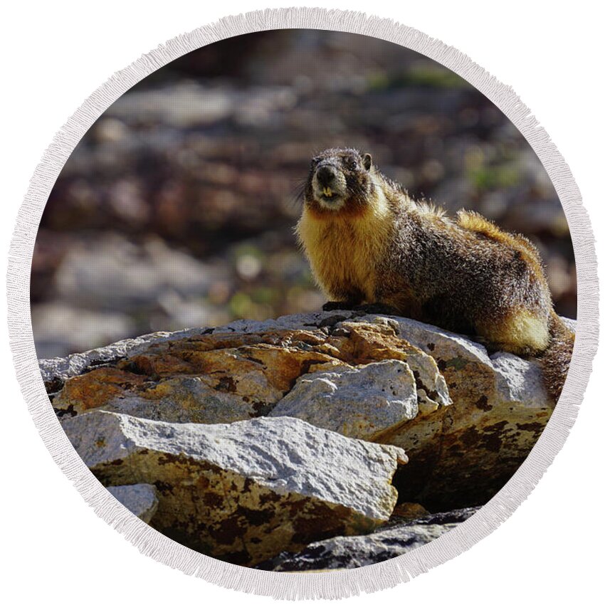 Marmot Round Beach Towel featuring the photograph King of the Rock by Brett Harvey
