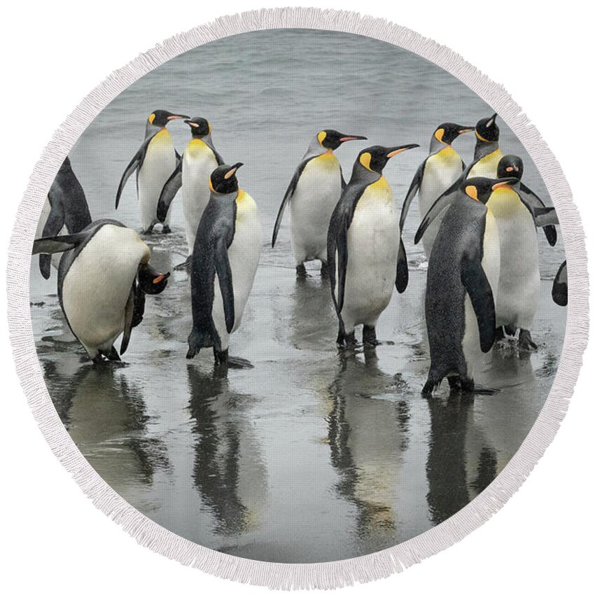 King Penguin Round Beach Towel featuring the photograph King Penguins of South Georgia by Makiko Ishihara