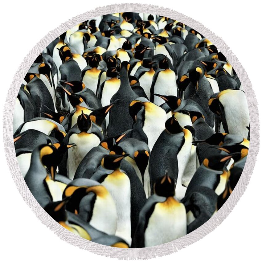 Penguins Round Beach Towel featuring the photograph Kings of the Falklands by Darcy Dietrich