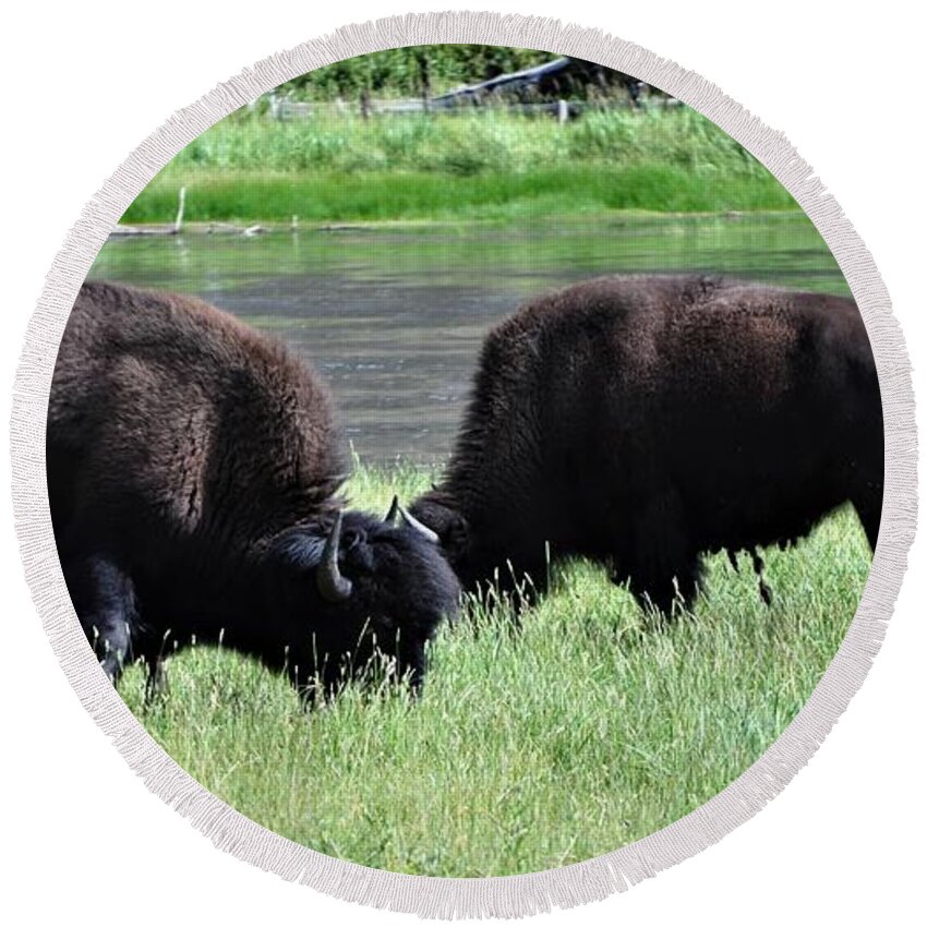 Bison Round Beach Towel featuring the photograph Kings of Yellowstone Park by Mike Helland