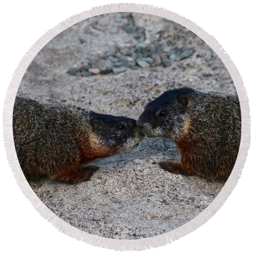 Marmot Round Beach Towel featuring the photograph Kissin' Marmots by Yvonne M Smith