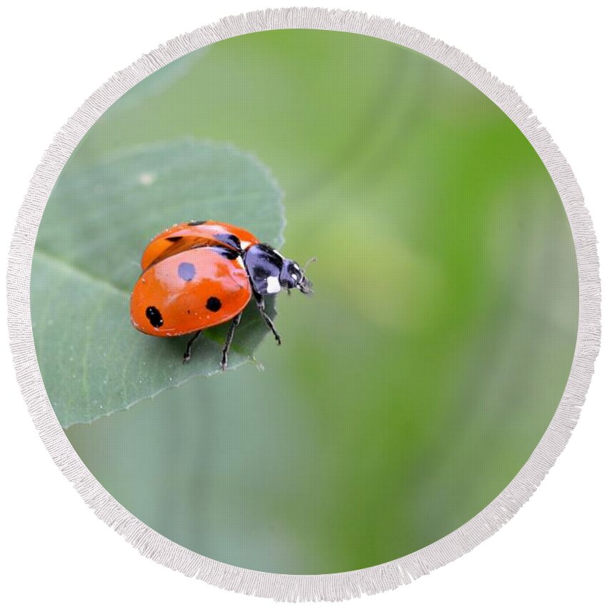 Lady Bug Round Beach Towel featuring the photograph Lady Bug 2 by Amy Fose