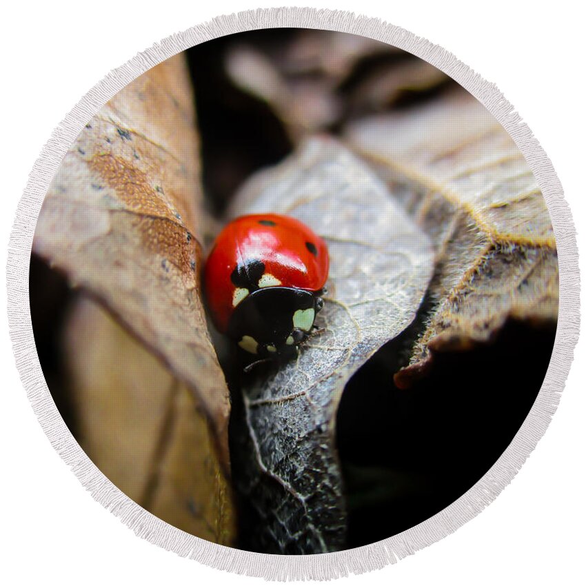 Coccinellidae Round Beach Towel featuring the photograph Ladybug Among Leaves by W Craig Photography